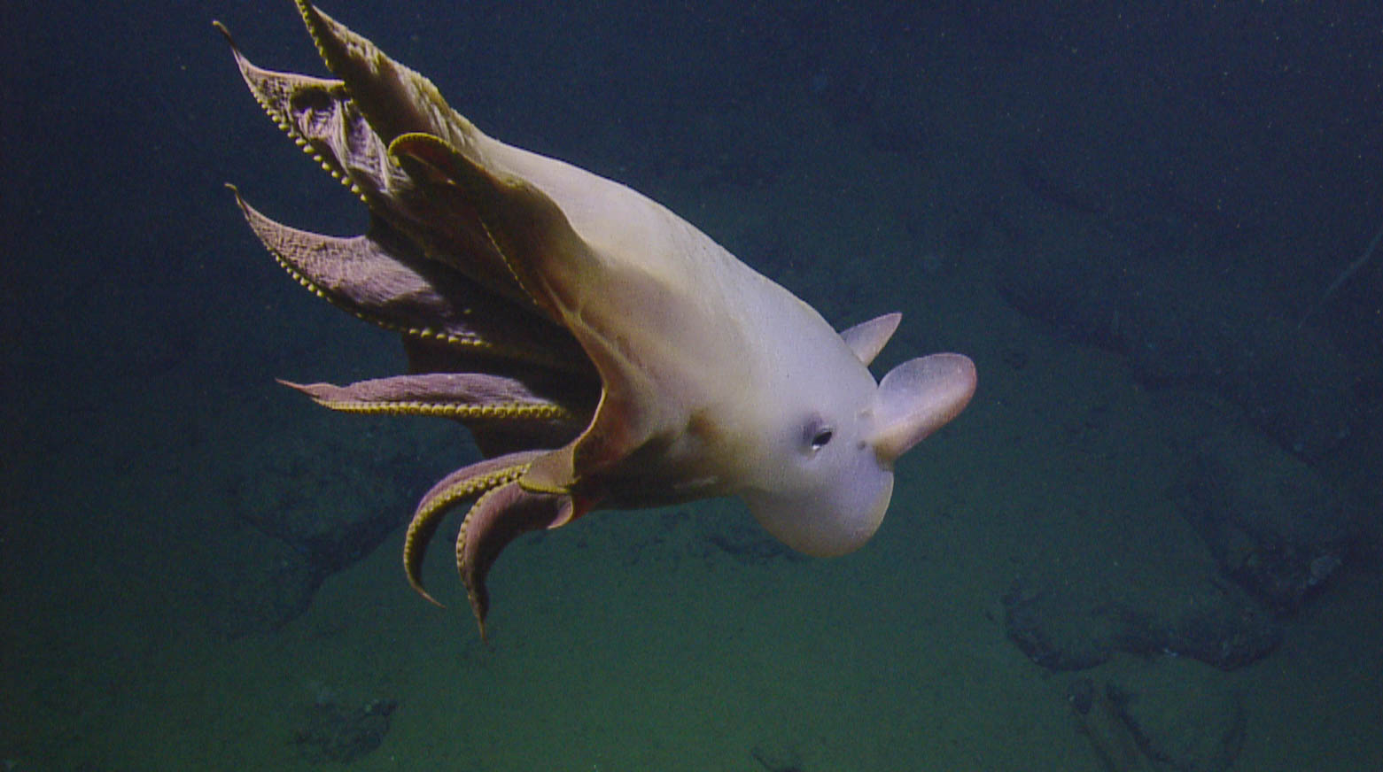 Photos: Ghostly dumbo octopus dances in the deep sea | Live Science