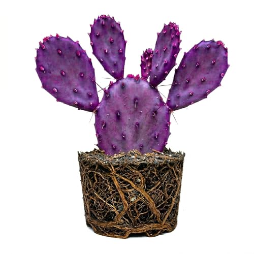 Purple Prickly Pear Cactus Live Plant in 3 Inch Potted, 4-8" Tall Hardy Desert Cactus for Indoor Display, Outdoor Gardens, Xeriscaping, Borders &amp;amp; Containers
