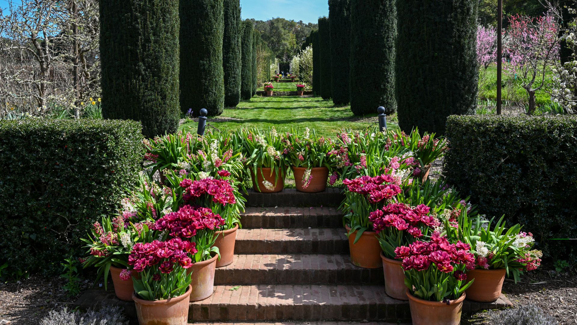 Filioi garden