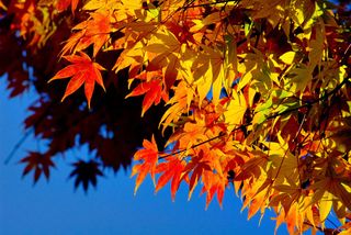 The colorful foliage of autumn