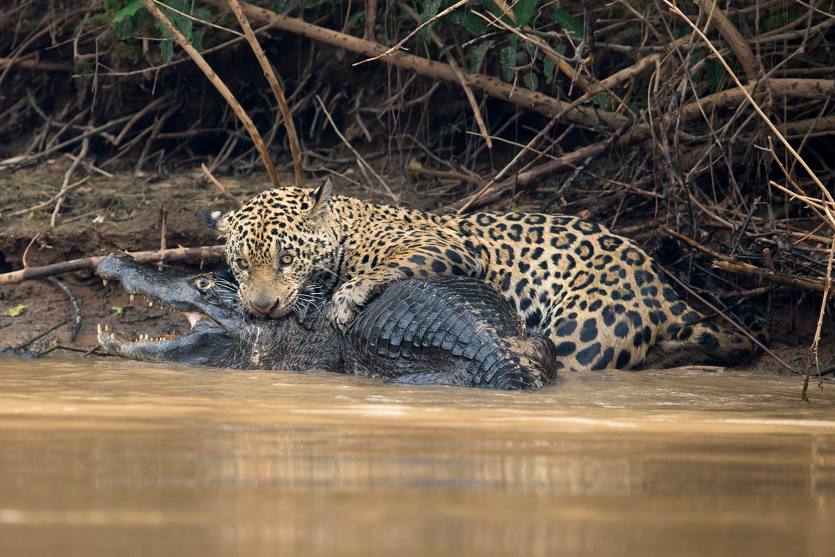 A jaguar ambushes a giant jacare caiman high up on the Three Brothers River in the Pantanal in Mato Grosso, Brazil, on Sept. 26, 2017.