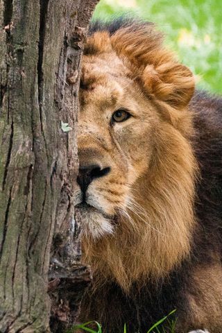 Asiatic lion Bhanu at the London zoo