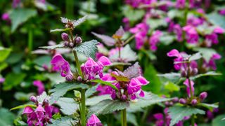 Deadnettle