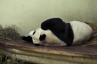 Tian Tian in her glamour modelling days.