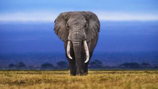 an elephant on the savanna