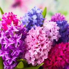 Group of beautiful multicolored hyacinth flowers