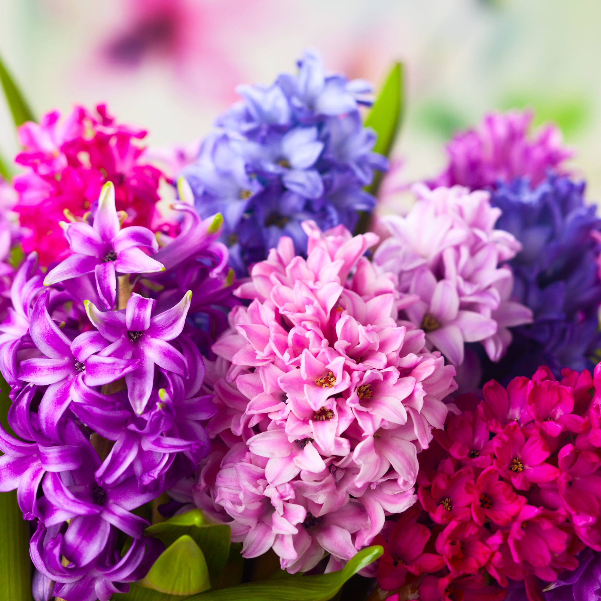 Group of beautiful multicolored hyacinth flowers