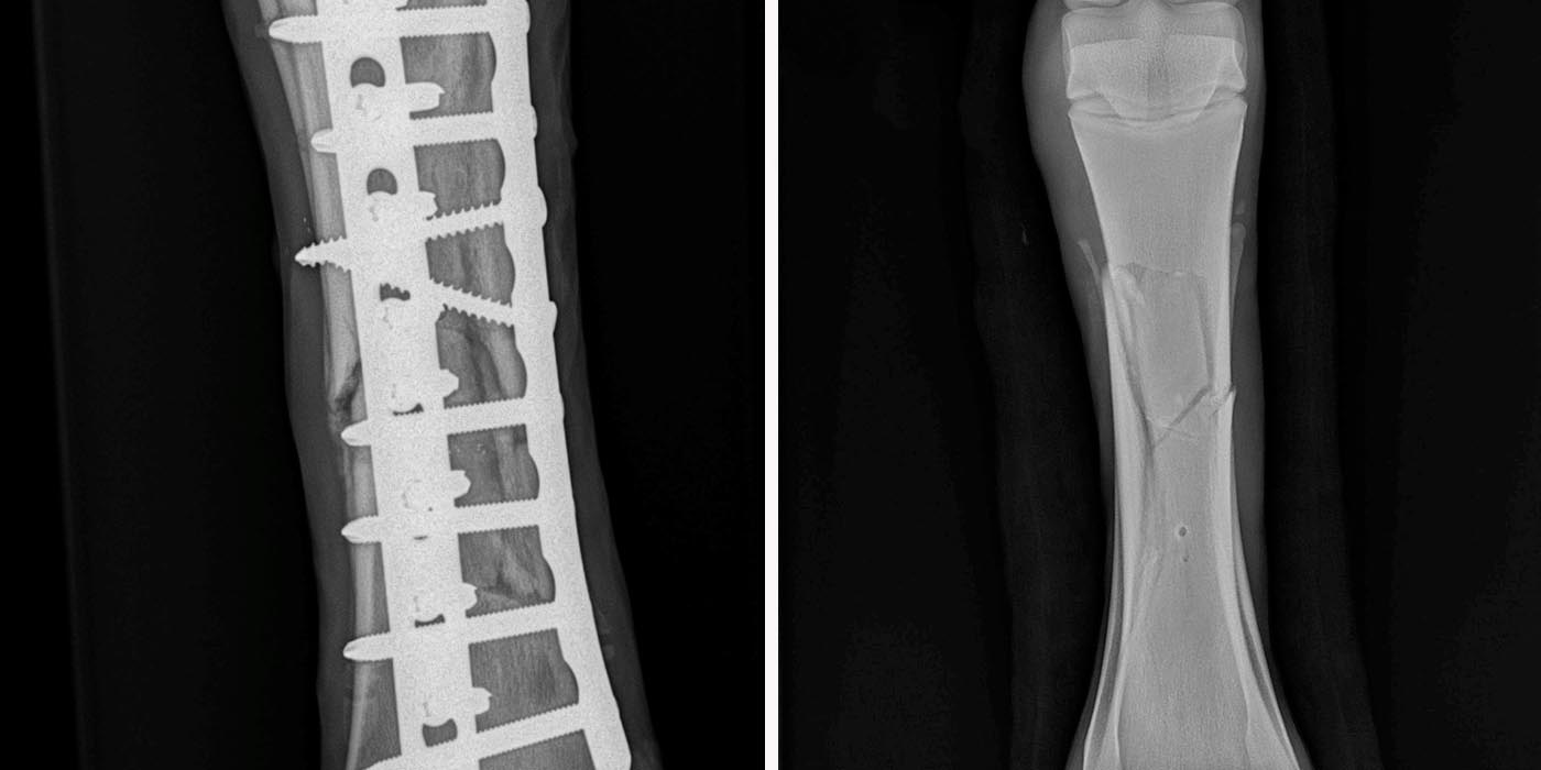 xray image