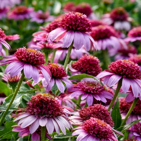Proven Winners 10" Pink Double Coded 'everything's Rosy' Coneflower (echinacea Hybrid) Perennial Live Plant in 6.5" Pot