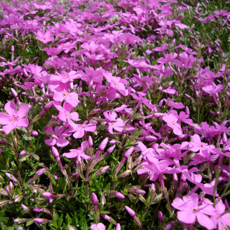 Emerald Pink Creeping Phlox - Quart Container