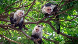 Three capuchin monkeys on tree