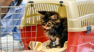 How to Get Your Cat Into a Carrier – tuft + paw