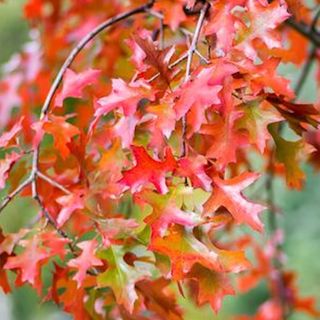 Quercus coccinea showing fall color