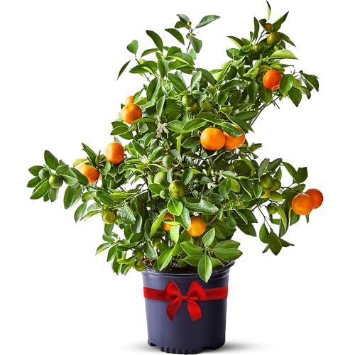 Calamondin Tree Live Plants 13" - 22" Tall Indoor Outdoor Fruit Tree Plant Growing, Live Citrus Plant Mothers Day Gift for Mom Home Garden Patio and Decor Use, Cannot Ship Ca Al Az Tx La by Via Citrus
