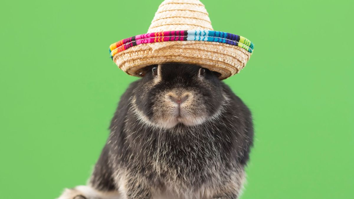 Funny rabbit wearing a hat