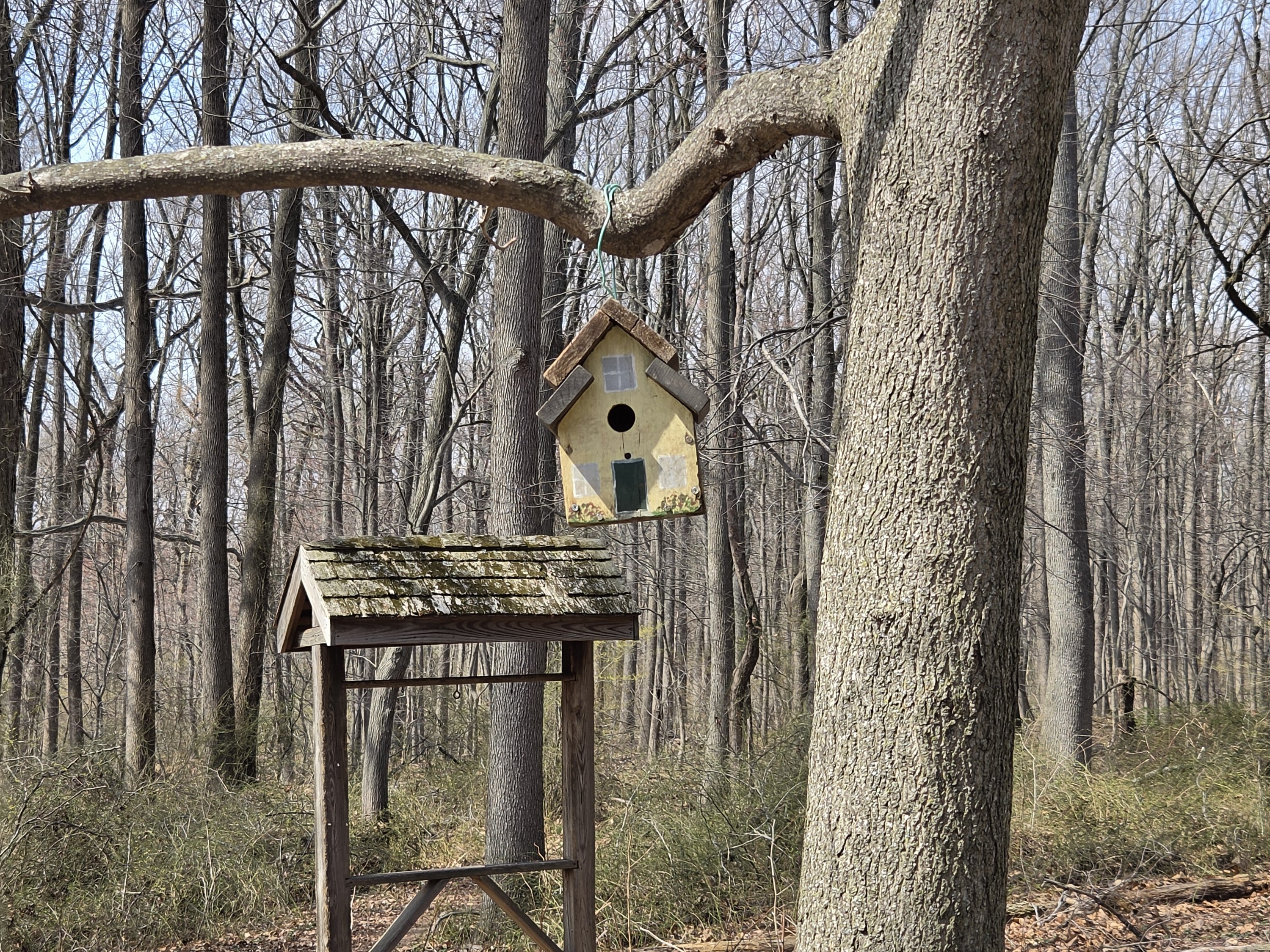 Samsung Galaxy S26 Plus Review Camera Samples