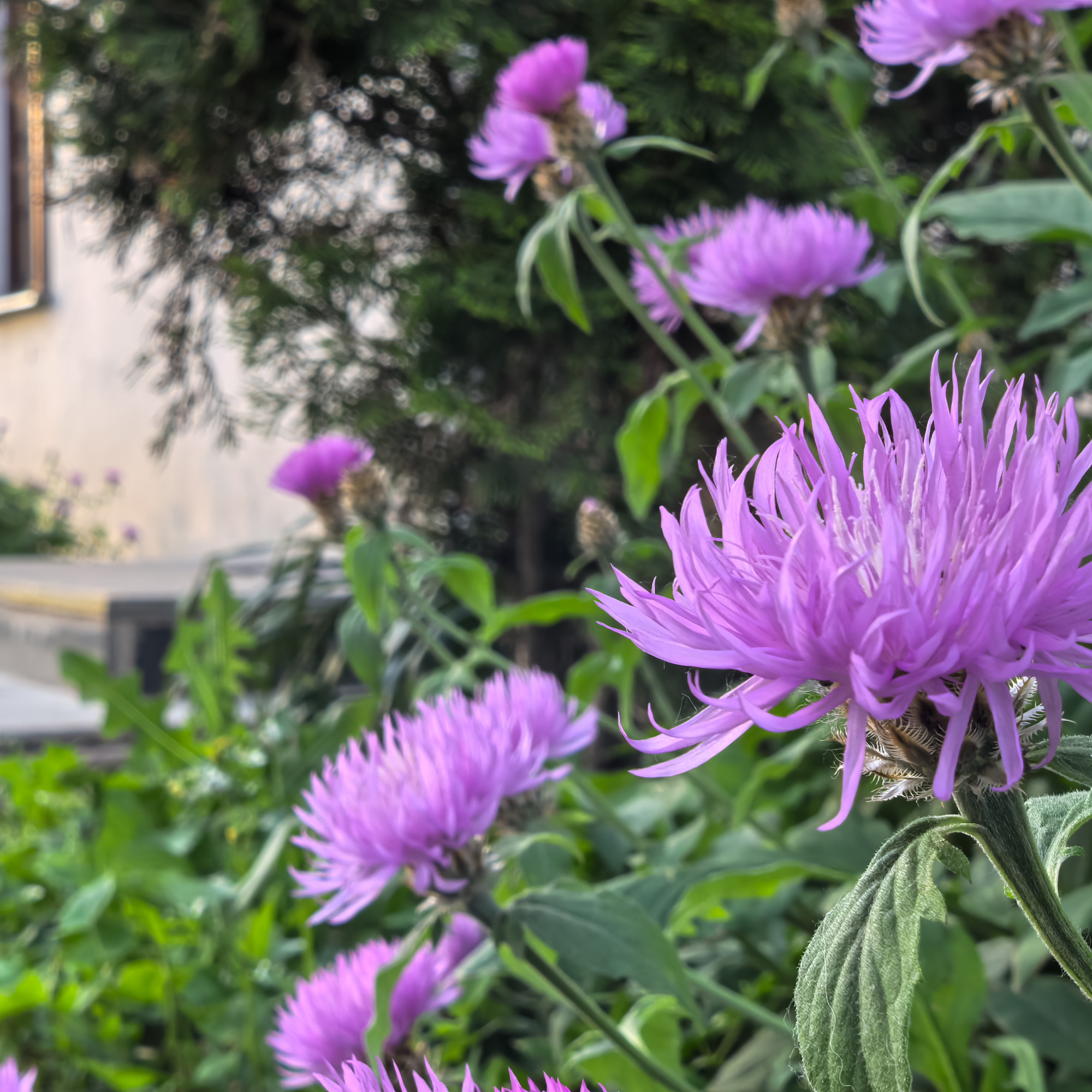 Blooming knapweed in a garden.
