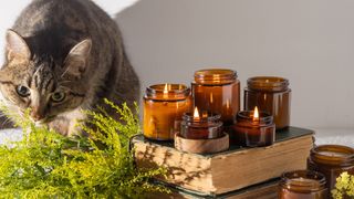 Cat sniffing plant next to five lit candles