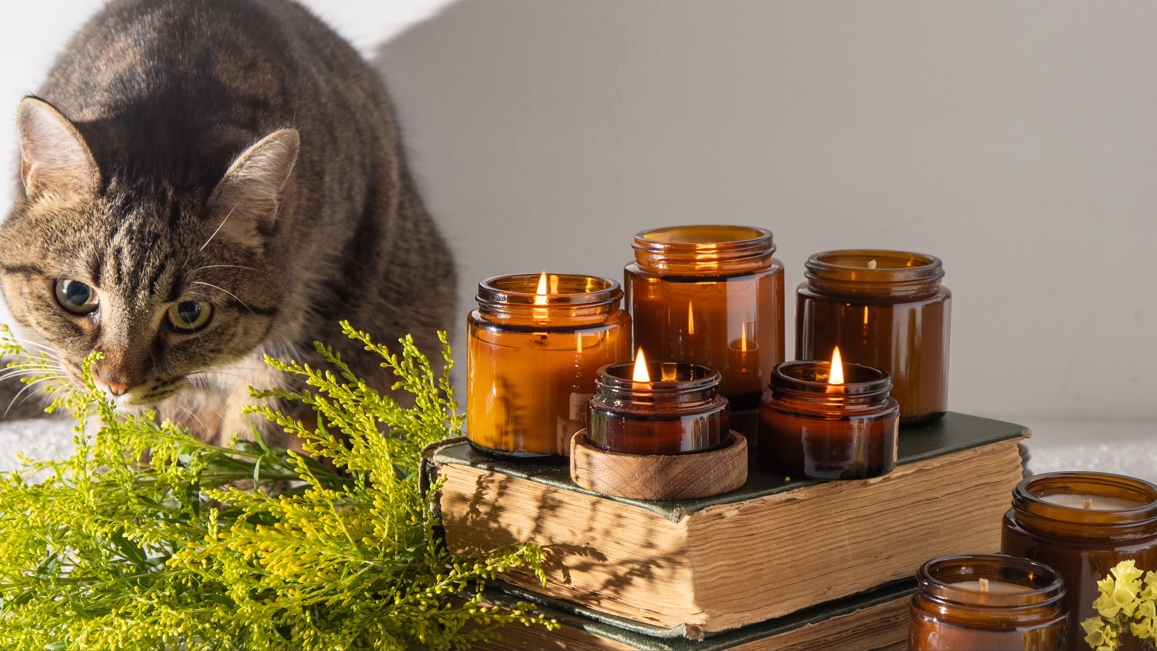 Cat sniffing plant next to five lit candles