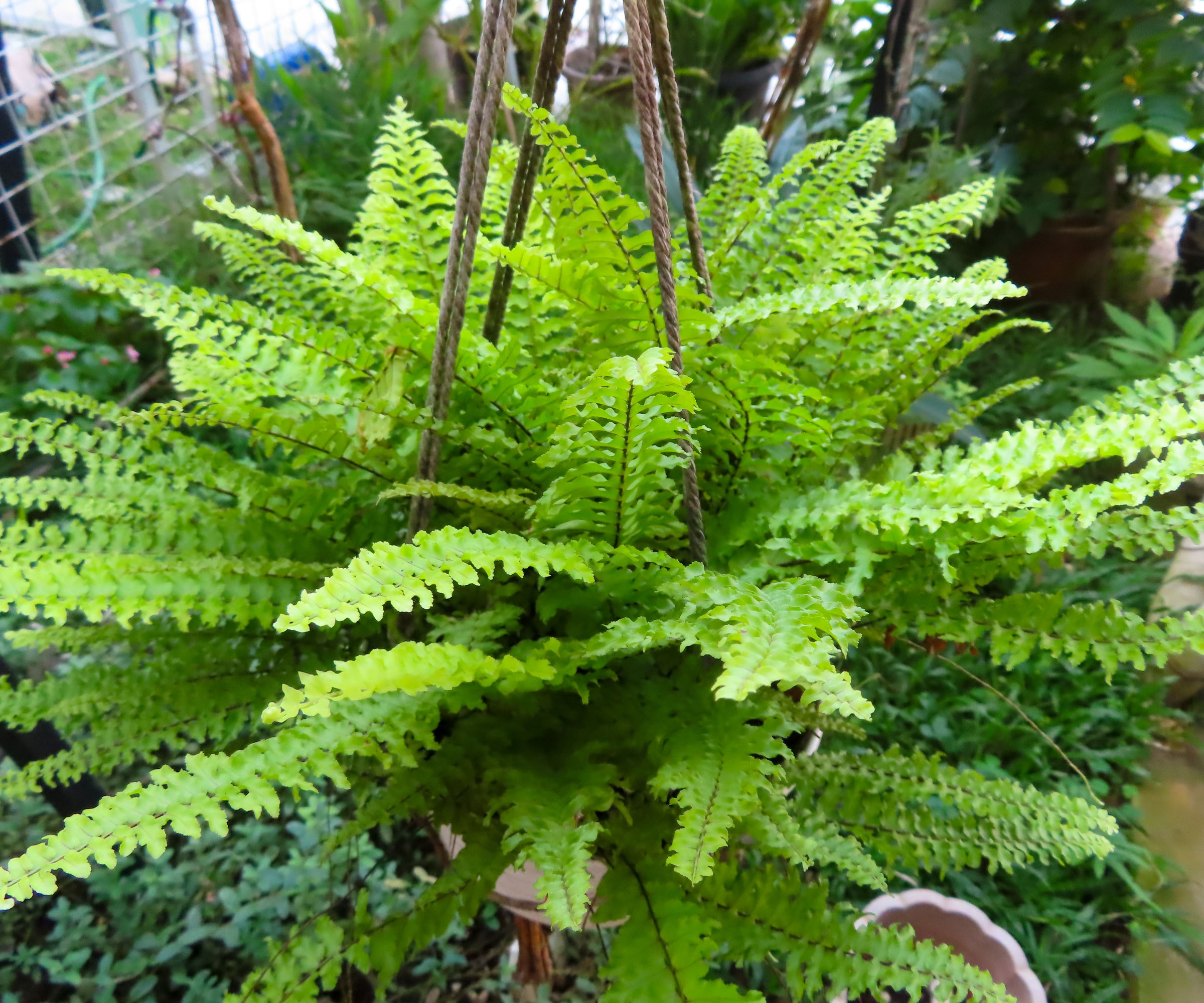 hanging Boston fern in hanging basket