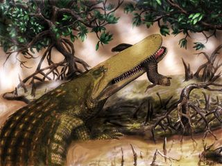 Shield croc lived during the age of the dinosaurs.