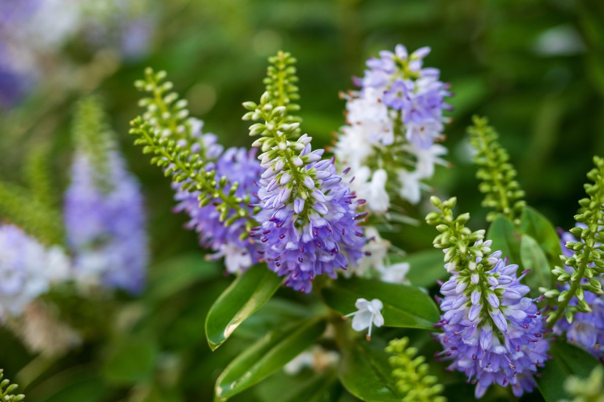 Nikon Z DX 16-50mm f/2.8 VR example shot