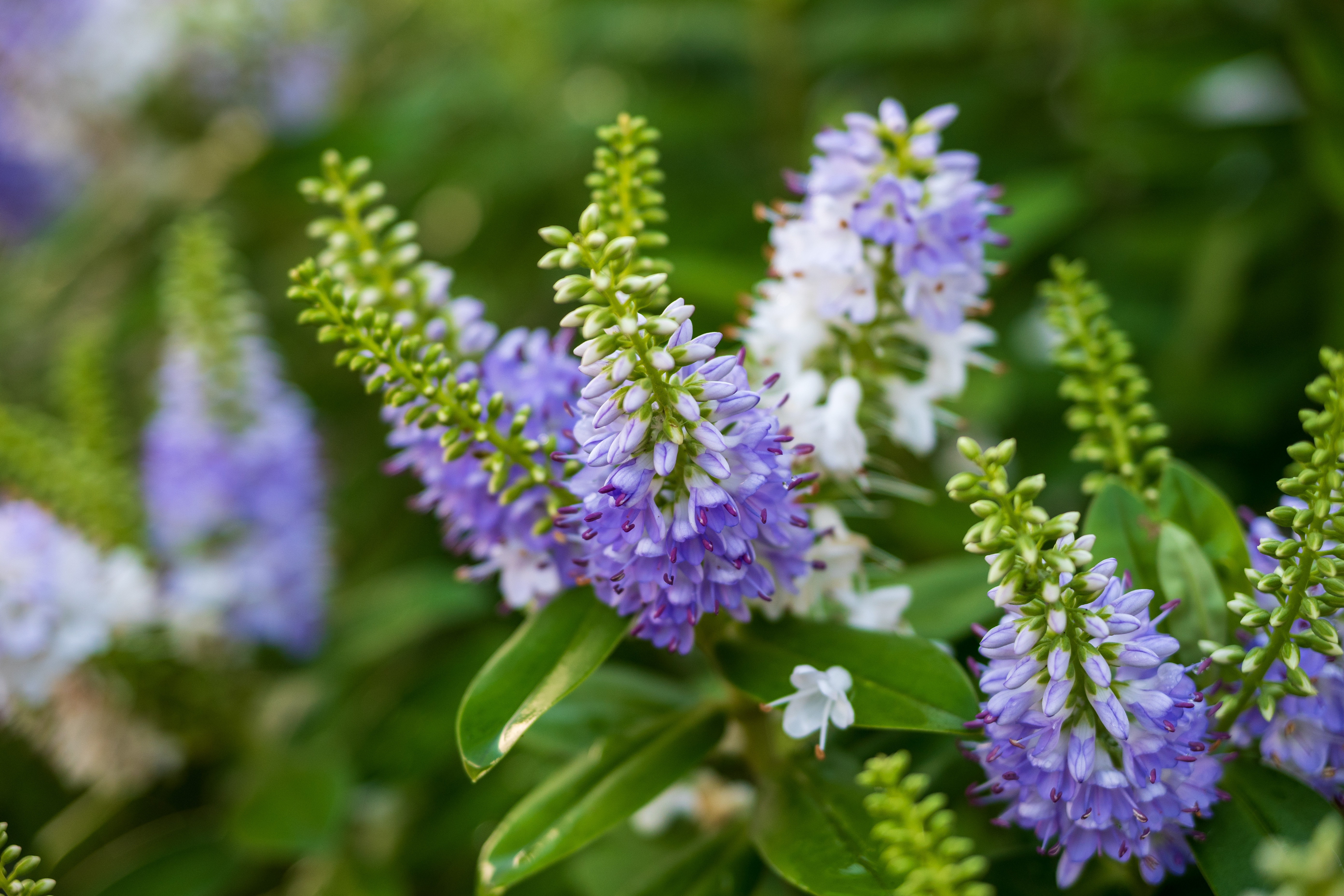 Nikon Z DX 16-50mm f/2.8 VR example shot