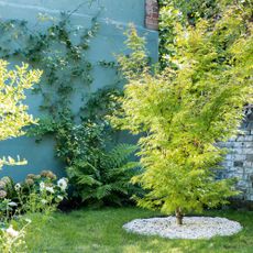 Blue painted rendered garden wall with climbing plants, ferns and hydrangea in front of it