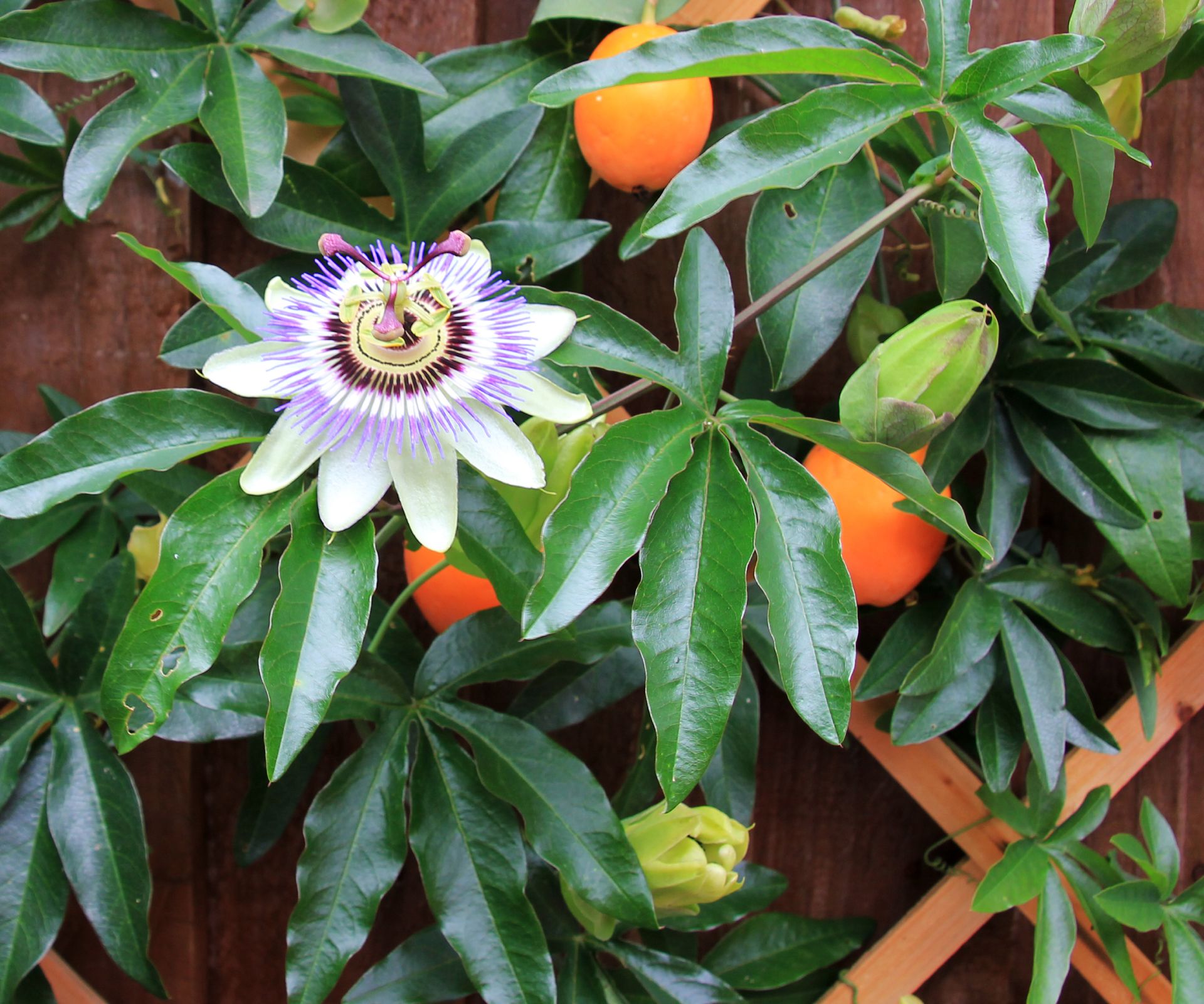 Spiky purple and white flower on vine that also features egg-sized orange fruits