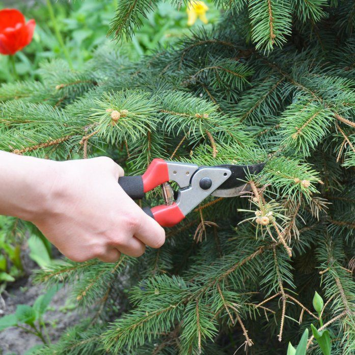 How To Prune Spruce Trees Expert Guide To Savvy Spruce Pruning Gardening Know How