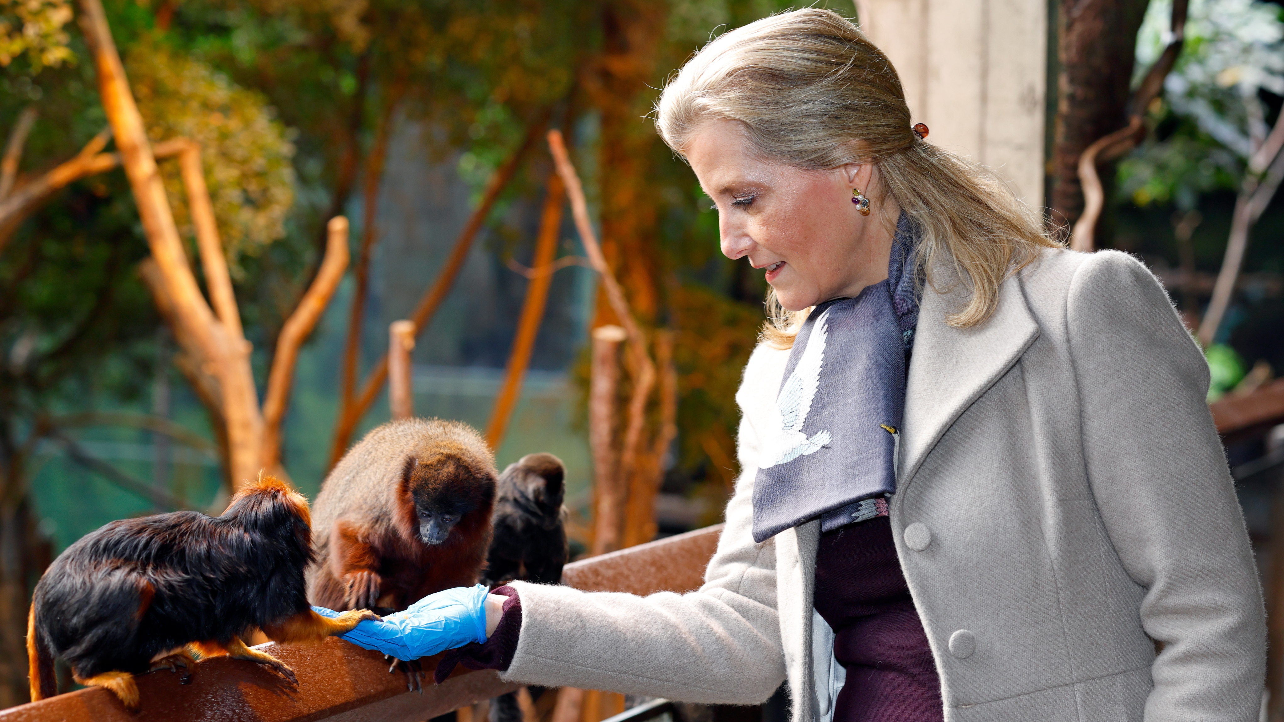 Vévodkyně Sophie při návštěvě ZSL London Zoo 24. listopadu 2022 krmí tamarína lva zlatohlavého a opici Titi Titi Monkey