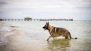 German Shepherd dog in the sea