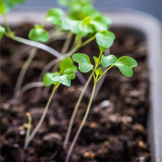 Closeup of leggy seedlings growing in seed tray