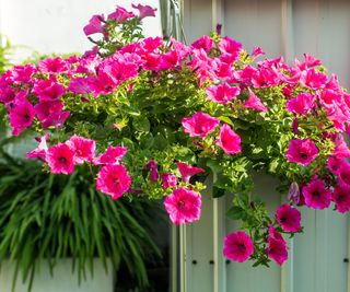 petunias flowering in hanging basket