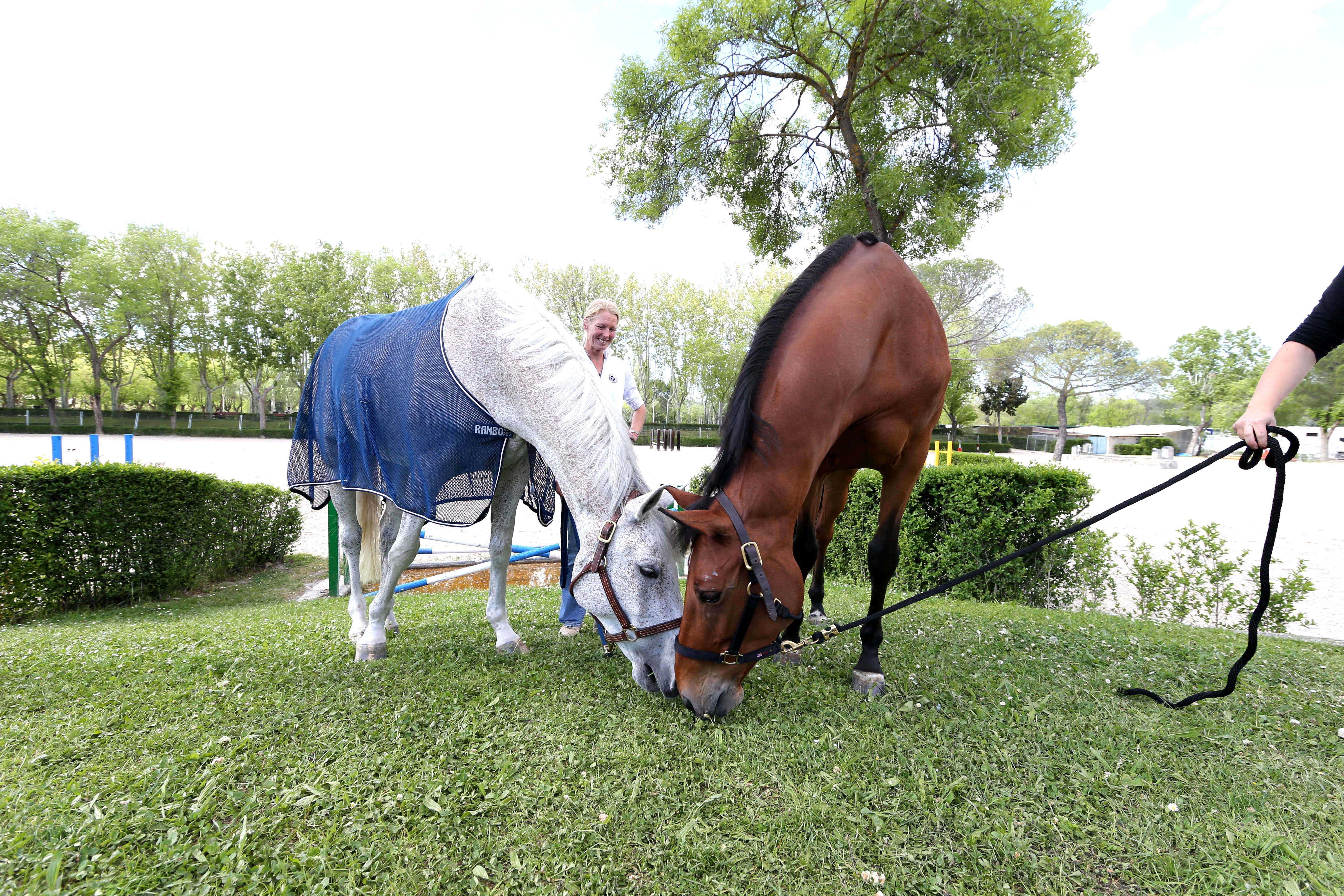 Cedric and Victoria IV enjoy the grass at Club de Campo de Villa de Madrid