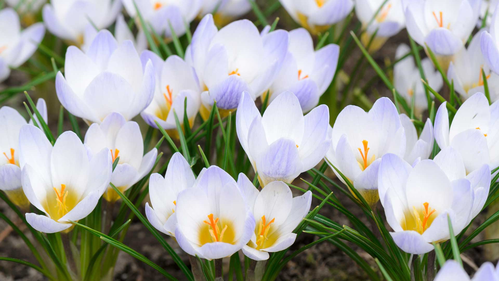 Crocus chrysanthus &#039;Blue Pearl&#039; flowers