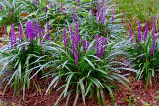 Liriope muscari, commonly called lily grass, which appears next to dark green leaves