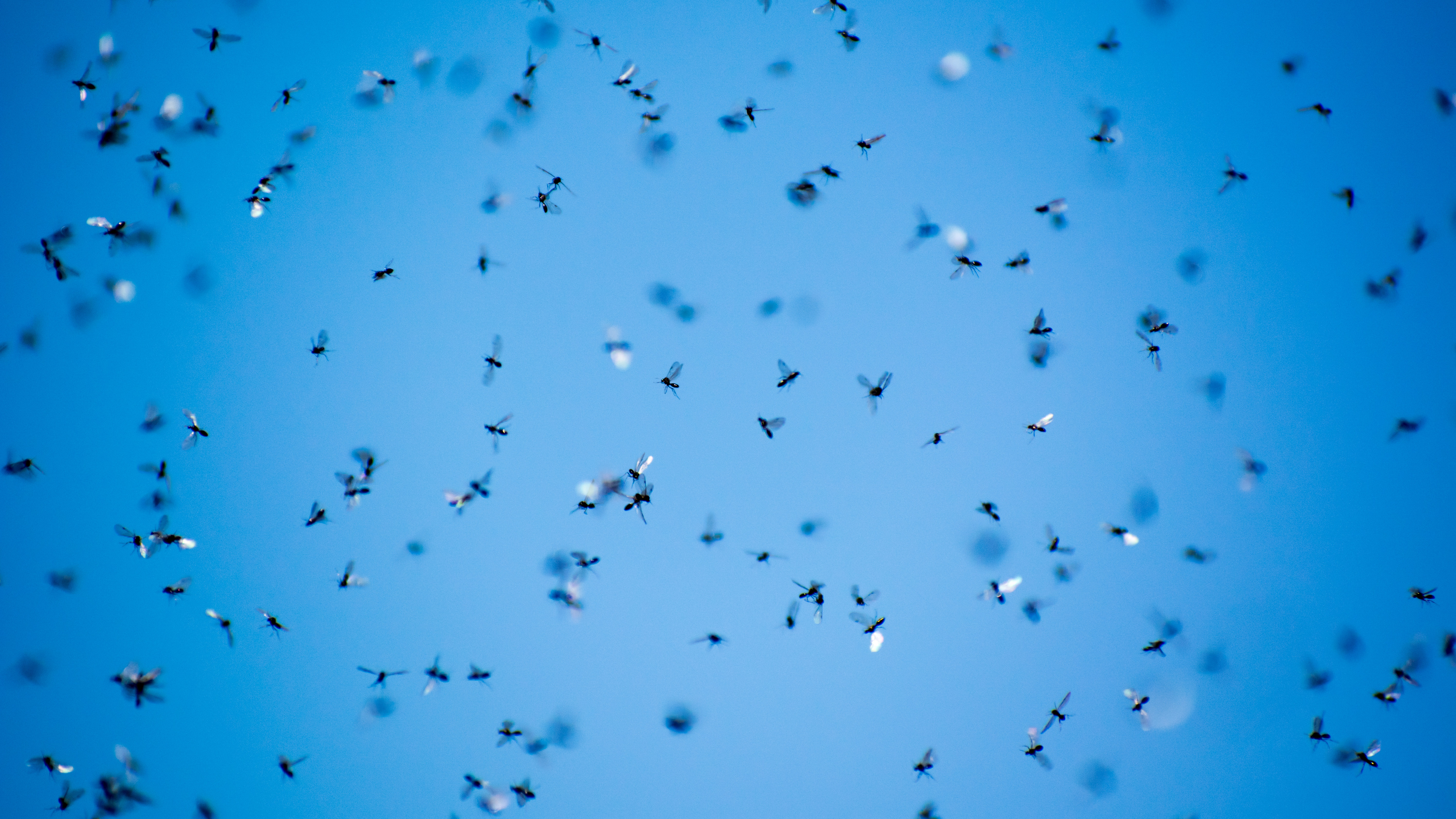 Flying ant swarm in the sky