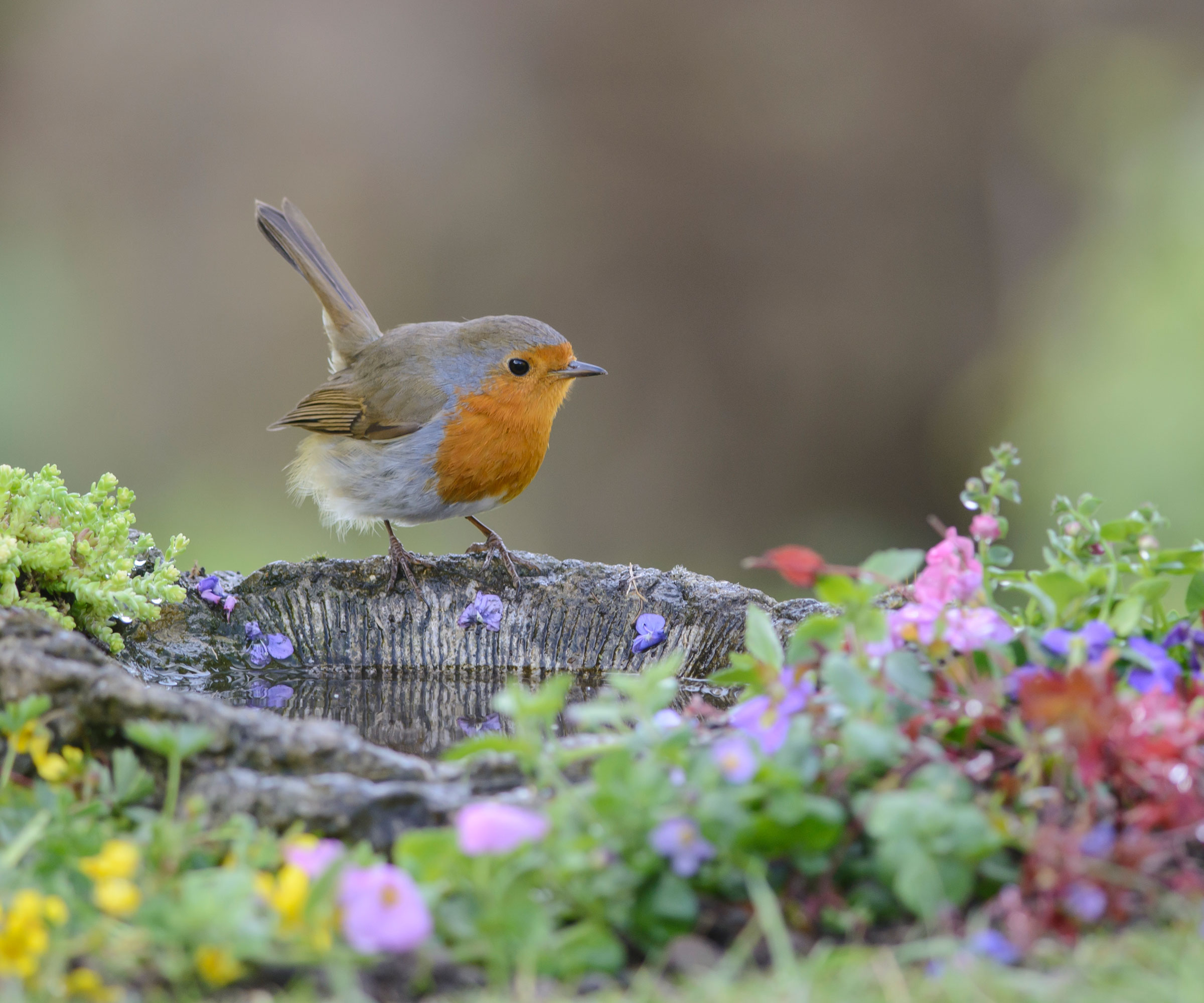 uk robin perched on rim of ground based bath with plants and flowers
