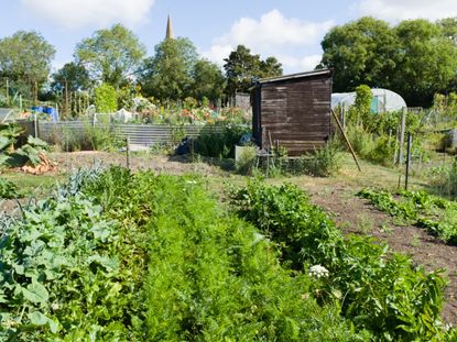 A Guerrilla Garden Full Of Plants