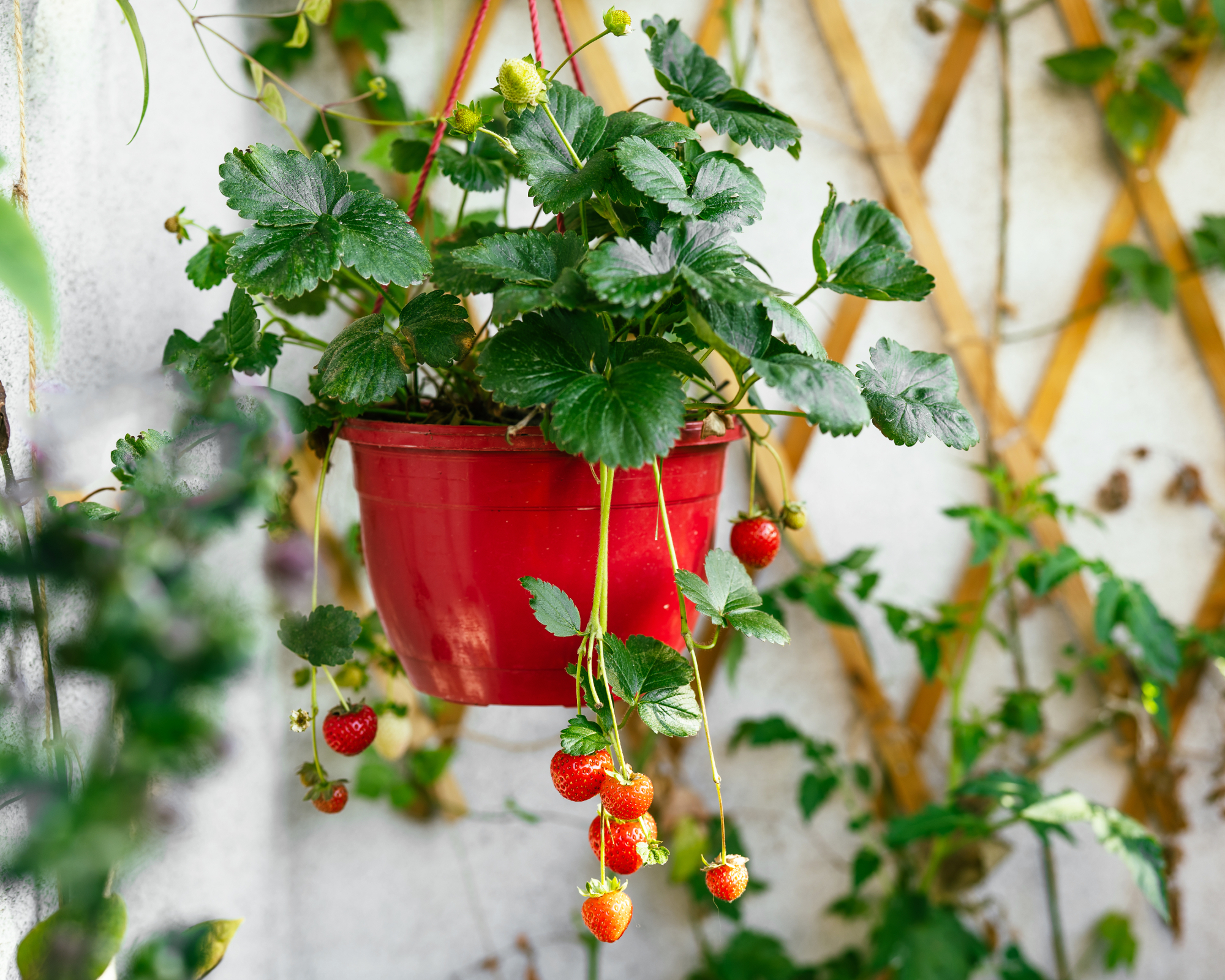 Strawberries growing in a hanging basket