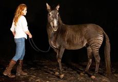 Zorse.jpeg