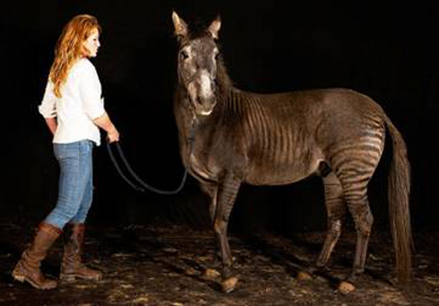 Zorse.jpeg