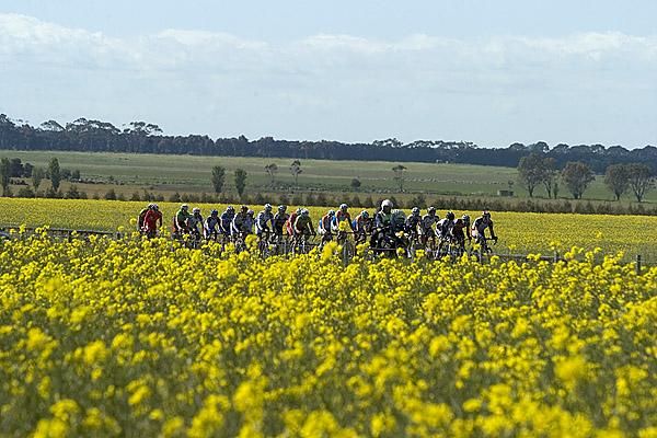 The lead group split canola fields on their way to Warrnambool.