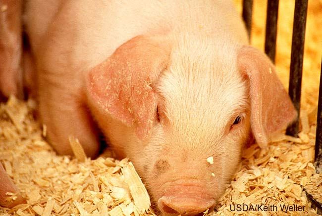 Banned in 160 Nations, Why is Ractopamine in U.S. Pork? (Op-Ed)