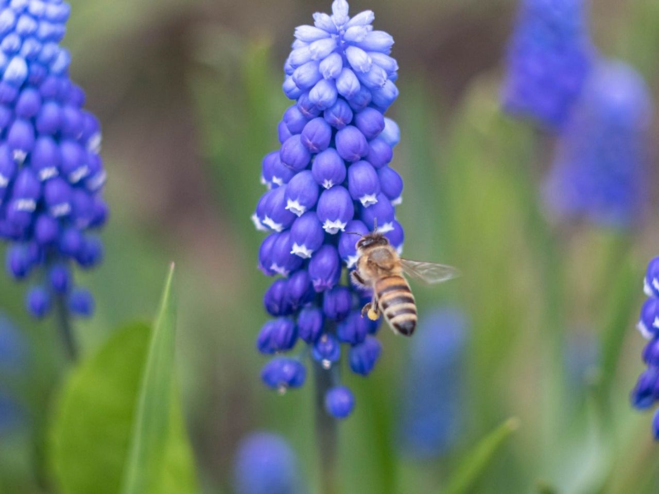 A honeybee lands on a spike of grape hyacinth flowers