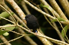 A Chatham Island black robin