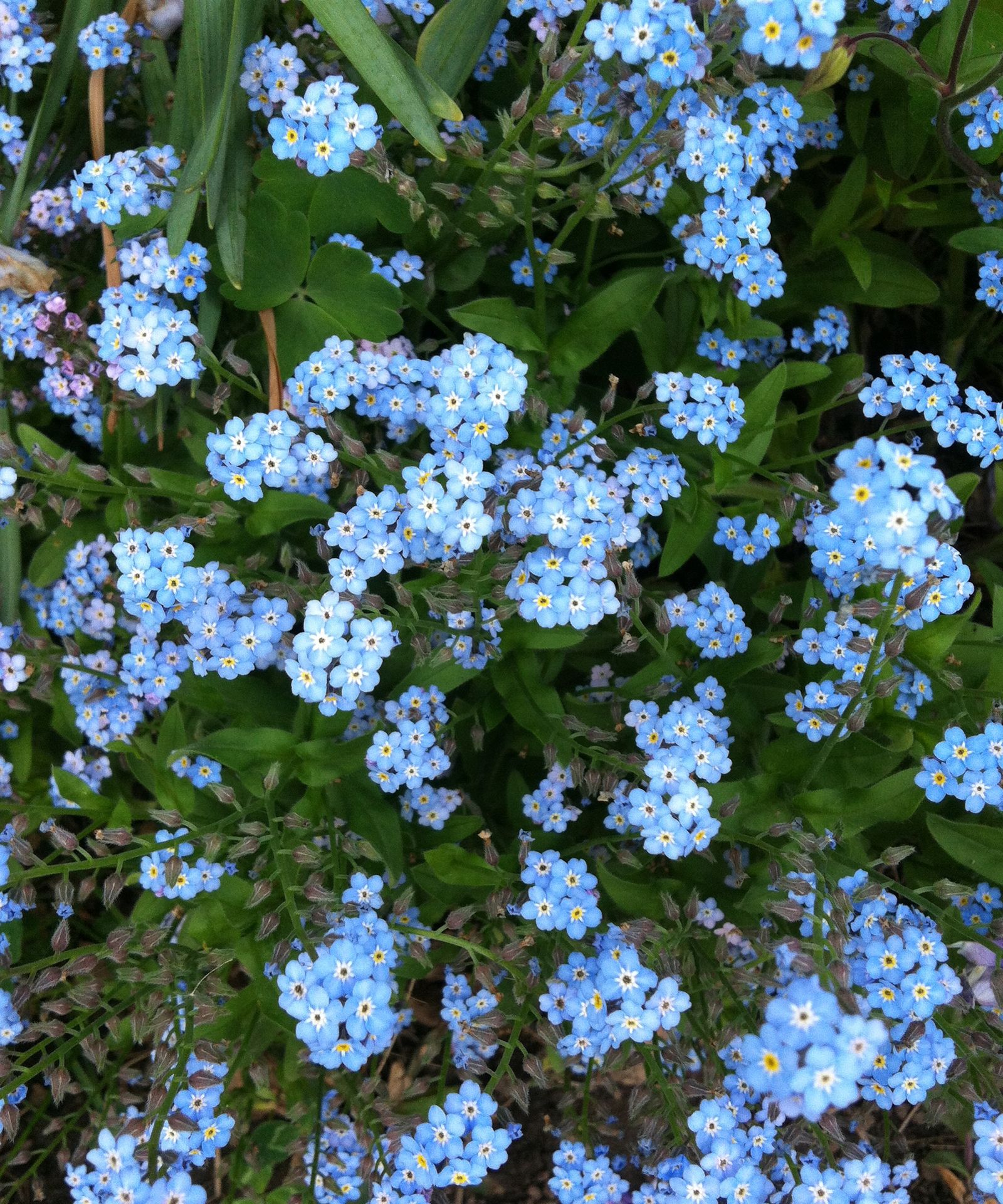 The one thing you must know about forget-me-nots | Gardeningetc