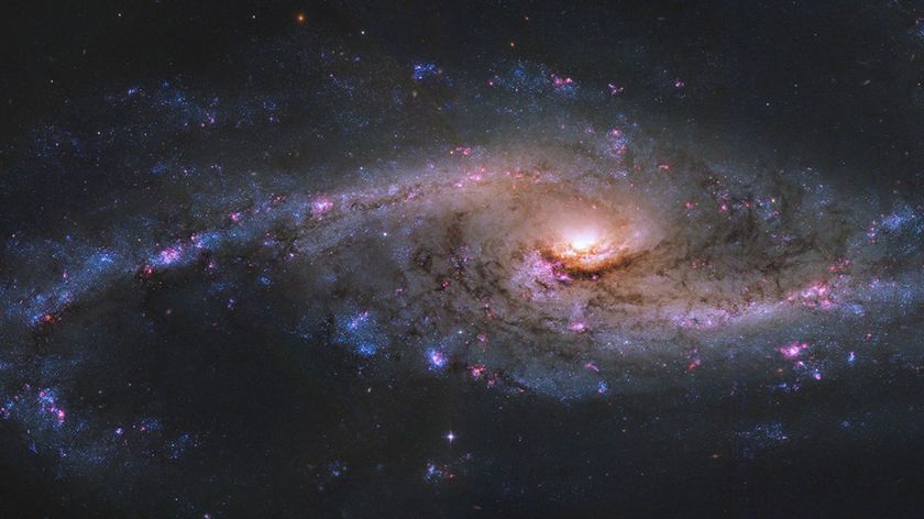 The starburst galaxy NGC 4536, seen here in a photo by the Hubble Space Telescope, has bright blue clusters of baby stars and pink clumps of ionized hydrogen gas speckled throughout its sweeping spiral arms. 