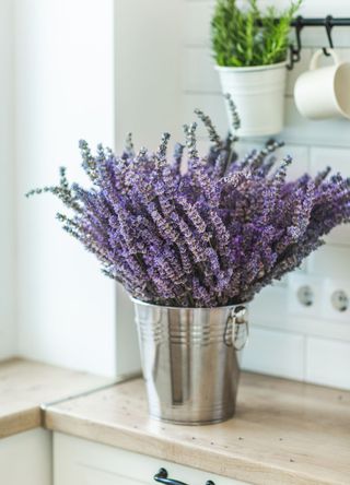 lavender plant indoors